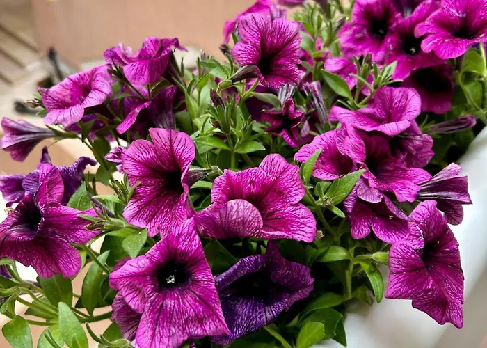 Апартаменты Marval